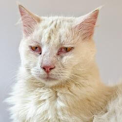 chat malade leucose félin symptômes traitement espérance de vie vaccine