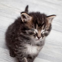 chaton yeux collés fermés cause traitement
