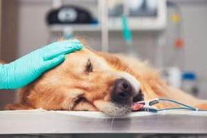 chien intoxiqué au houblon hospitalisation traitement