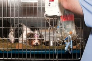 chien hospitalisé traité pour une leptospirose