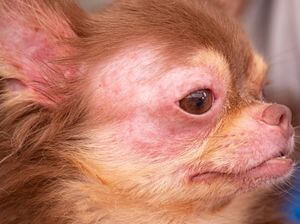 chien prurit allergie cutanée pas de puces