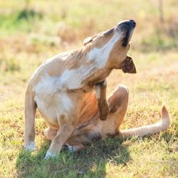 chien qui se gratte sans puces