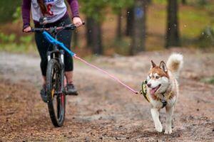 sport canin vélo bike joring chien