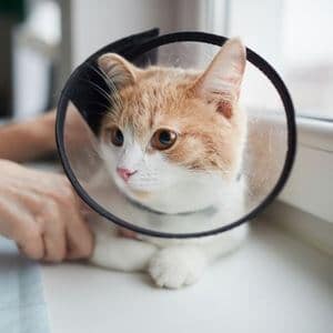 collerette chatte stérilisation post-opératoire