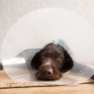collerette protection oeil ulcère cornéen chien