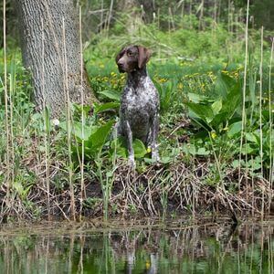 contamination chien leptospirose