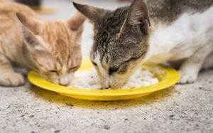 modes de contamination par la leucose féline du chat