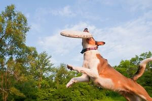 frisbee chien sport canin disc dog