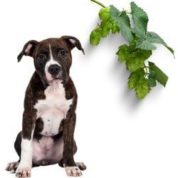 intoxication chien au houblon symptômes risques traitement