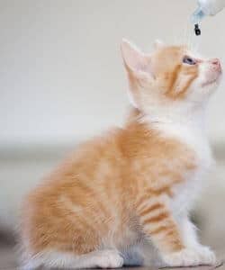 traitement nettoyage collyre oeil collé fermé de chaton