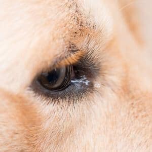 oeil de chien qui pleure à cause d'un ulcère cornéen