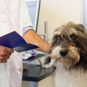 passeport-vaccin-rage-chien passeport vaccin rage chien
