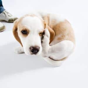 pourquoi mon chien se gratte sans puces