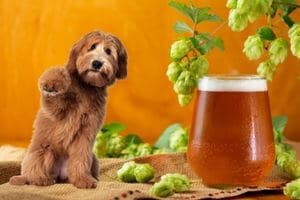 risque intoxication houblon chien bière