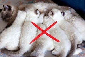 stérilisation chatte évite portées de chatons