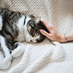 stérilisation chatte ovariectomie avantages inconvénients