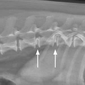 tarif coût chirurgie hernie discale chien