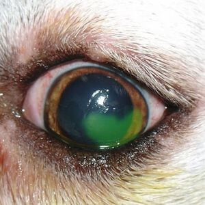 ulcère cornée oeil chien fluorescéine