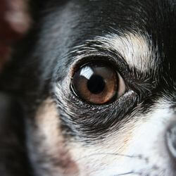 ulcère cornée oeil chien