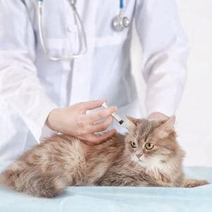 vaccin prévention leucose féline chat