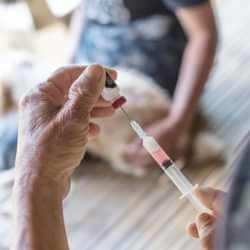 vaccin rage chien