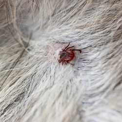 maladie de lyme chez le chien symptômes traitement et prévention