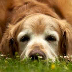 alimentation chien âgé conseils
