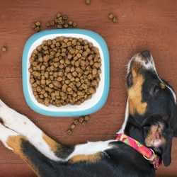 alimentation chien stérilisé