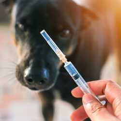 effets secondaires vaccins chien