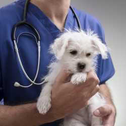 prix vaccins chiot