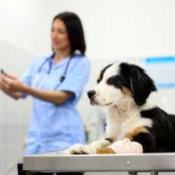 respect protocole vaccination chien