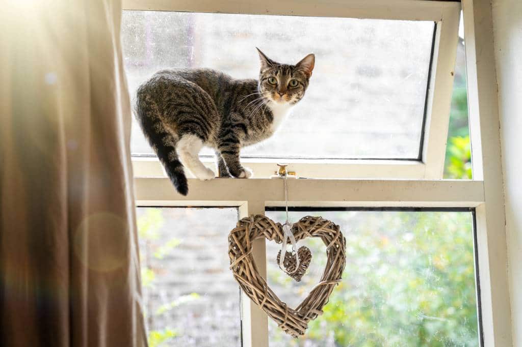 un-collier-gps-pour-éviter-que-votre-chat-fugue un collier gps pour éviter que votre chat fugue