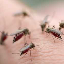 vaccin leishmaniose chien