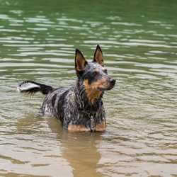 vaccin leptospirose chien