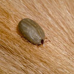 vaccin maladie de lyme chien