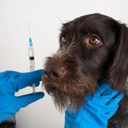 vaccin parvovirose chien