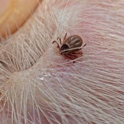 vaccin piroplasmose chien