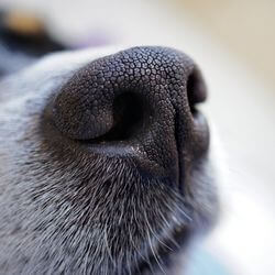 vaccin toux du chenil chien