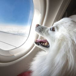 vaccins obligatoires voyage chien