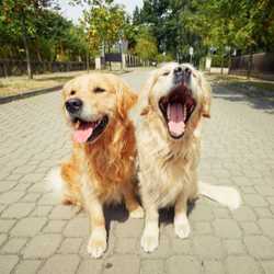 A partir de quel âge la reproduction est possible chez le chien ?