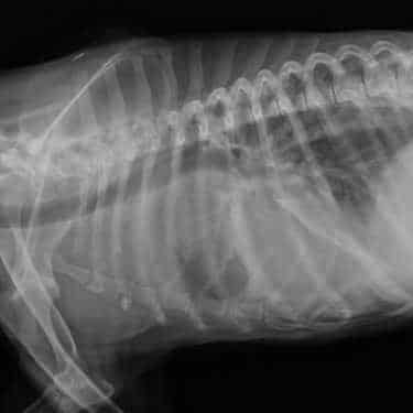 chien-qui-tousse-radiographie-pulmonaire chien qui tousse : radiographie pulmonaire
