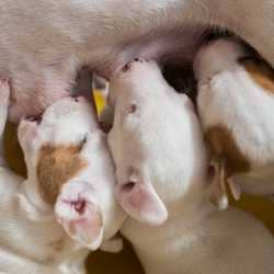 combien de temps dure la gestation chez le chien ?