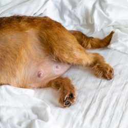 comment savoir si sa chienne est gestante ?
