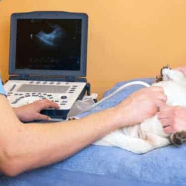 echographie-glandes-surrénales-chien-maladie-cushing Echographie abdominale : recherche des glandes surrénales pour le diagnostic d'une maladie de cushing chez un chien