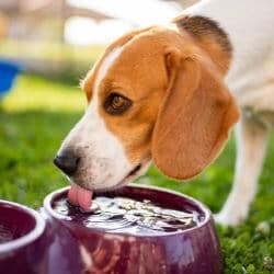 quantité eau chien sur la journée