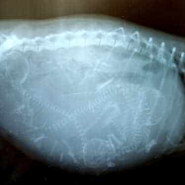 radiographie-gestation-chien radiographie de gestation chez le chien
