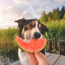 top 10 aliments bons santé chien