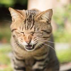 vaccin coryza chat