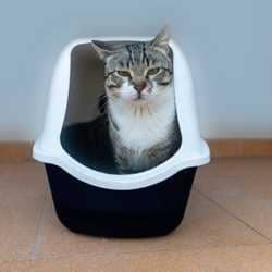 constipation chat : causes et gestion