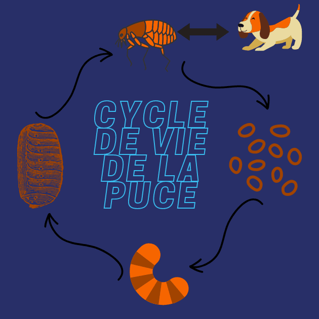 cycle-de-vie-puce-chien Cycle de vie de la puce du chien